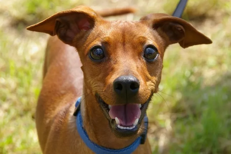 'What the Fluff' izazov postao viralni hit