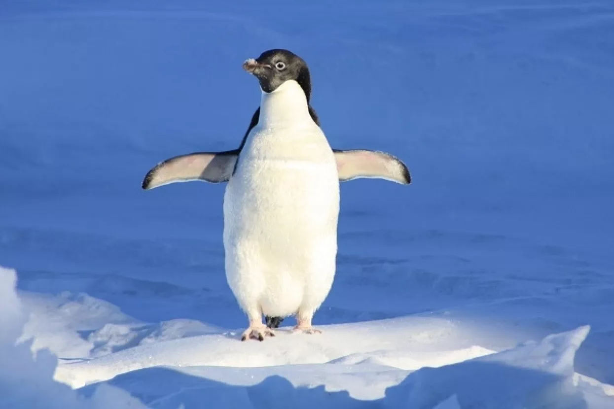Na Antarktici zabilježeno rekordnih -100 stupnjeva Celzija