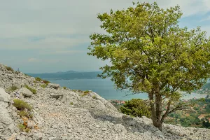 Na hrvatskim otocima snima se postapokaliptični film 'Islander'