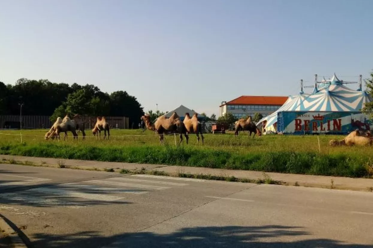 Zaprešićke deve dobro uhranjene i primjereno udaljene od zgrada - veterinarska inspekcija