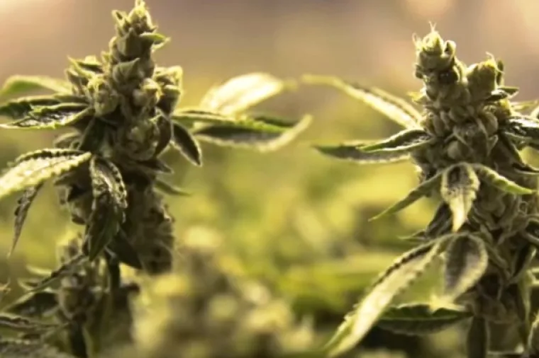 Nizozemska vlada 'omekšala', nekim općinama odobrila legalan uzgoj konoplje