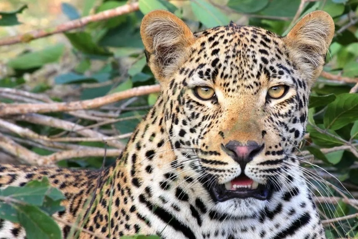 Čovjek životinjama oduzeo staništa, sad one zauzimaju gradove