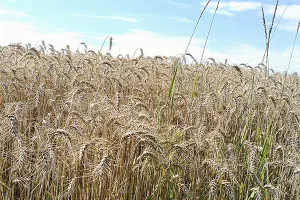 Pod pšenicom 25 posto više površina nego lani, sjetva uljane repice obara rekorde