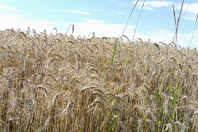 Pod pšenicom 25 posto više površina nego lani, sjetva uljane repice obara rekorde