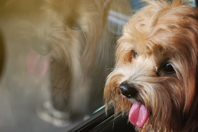 Ne ostavljajte ih u usijanom automobilu: Psu treba svega pet minuta da doživi toplinski udar