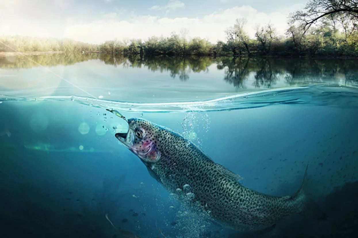 DZS: Vrijednost ribarstva u 2017. u odnosu na 2016. pala je za 7,2 posto