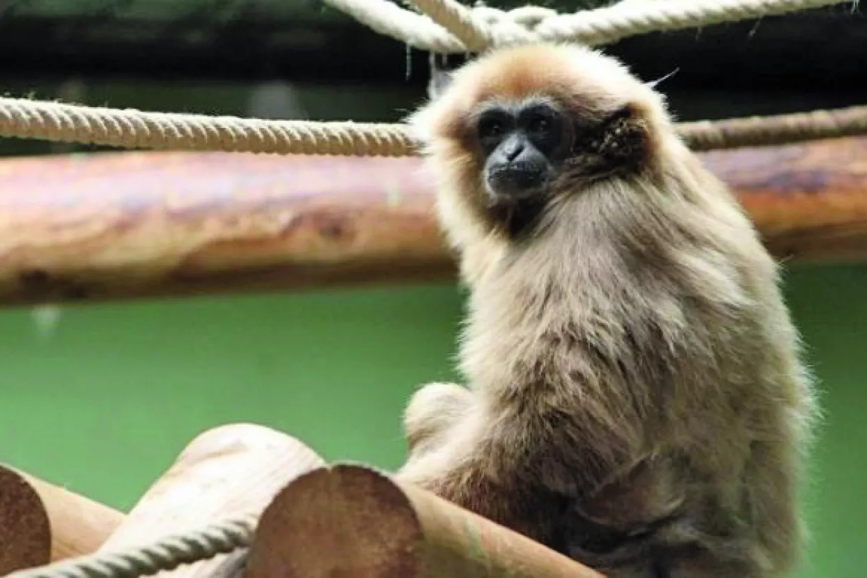 Majmuni prognoziraju i navijaju s petardama