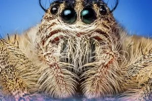 Višnja Starešina: Političke samoobmane o Schengenu, BiH, Agrokoru, iseljavanju...