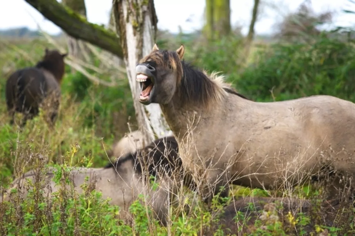 Sretni konji češće ržu - znanstvenici