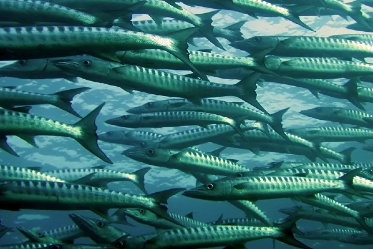 Što je to efekt 'velike ribe u malom jezeru'?