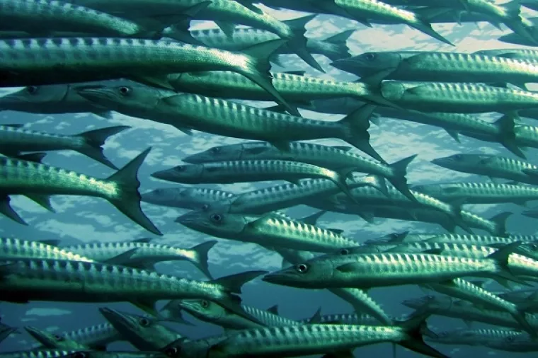 Što je to efekt 'velike ribe u malom jezeru'?