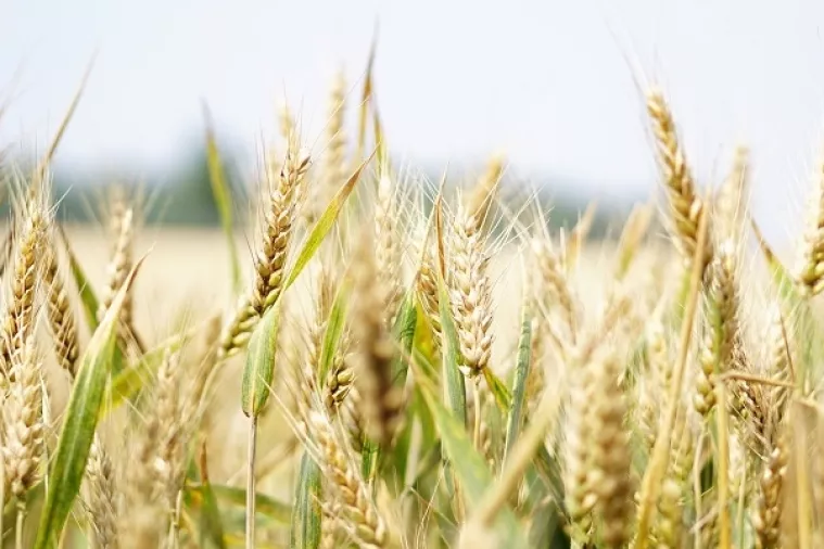 AZTN pokrenuo postupke protiv otkupljivača žita PPK Valpovo i Žito