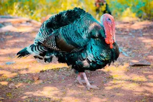 Vindija otvorila farmu purana vrijednu 4,9 milijuna eura