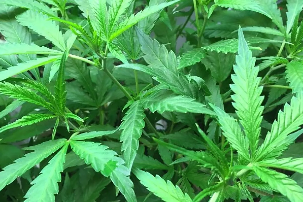 SAD: Kuće u Coloradu poskupjele 6 posto nakon što je marihuana legalizirana