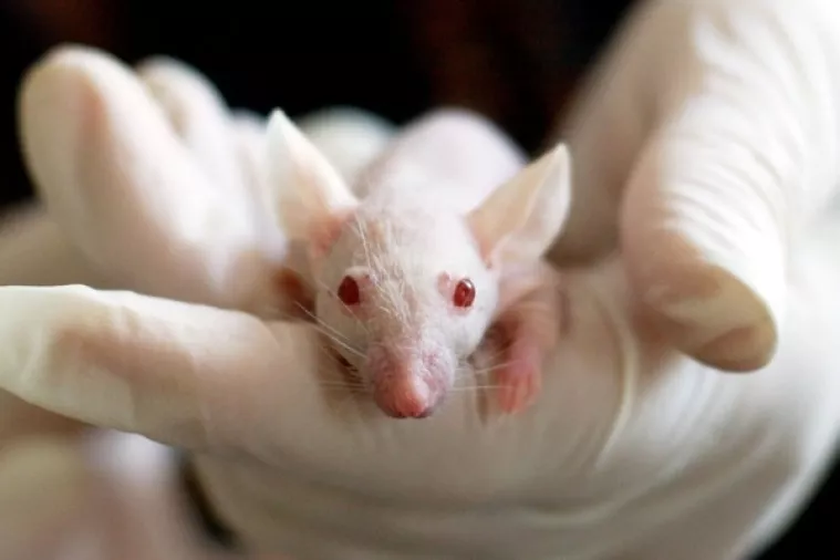 Otkriven spoj koji umanjuje posljedice ozljede leđne moždine