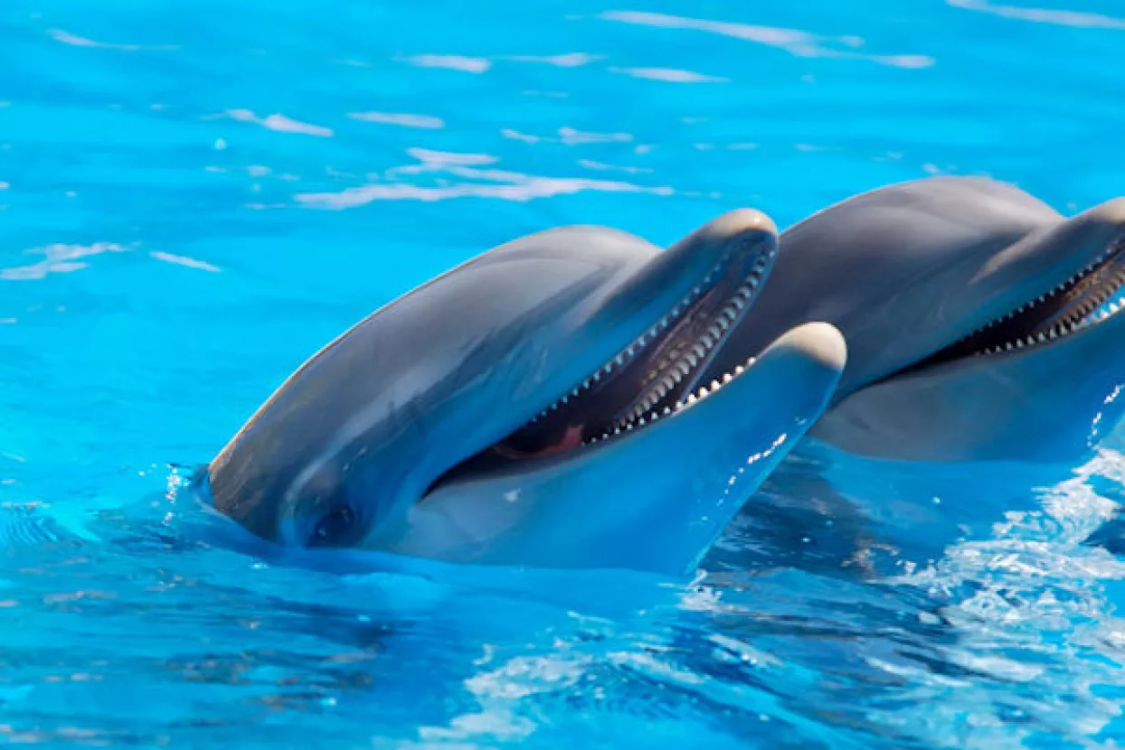 Obični dupini vratili se u Jadran?