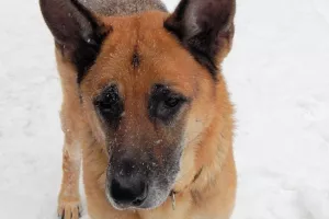 Kolumbijska mafija ucijenila glavu policijskog psa na 70.000 dolara