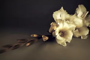 Posljednji oproštaj od Olivera na splitskoj Rivi