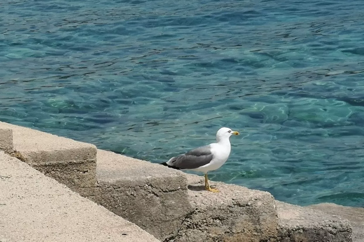 Ostavio je 'trag u beskraju': Sa svih strana pozdravi hrvatskoj legendi Oliveru Dragojeviću