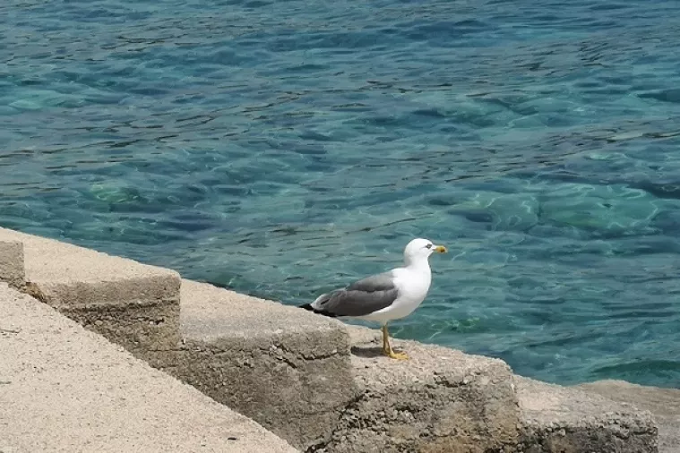 Ostavio je 'trag u beskraju': Sa svih strana pozdravi hrvatskoj legendi Oliveru Dragojeviću