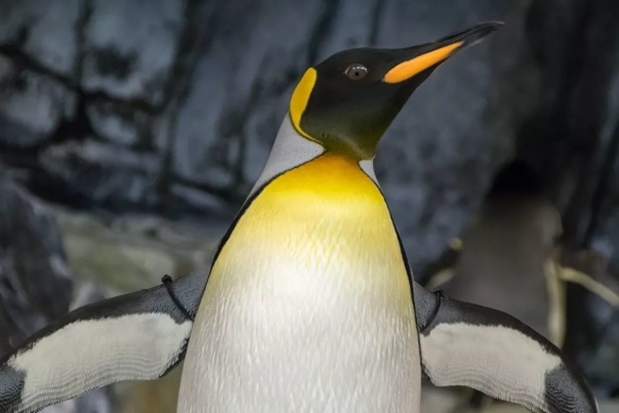Najveća kolonija kraljevskih pingvina smanjila se za 90 posto