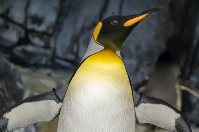 Najveća kolonija kraljevskih pingvina smanjila se za 90 posto