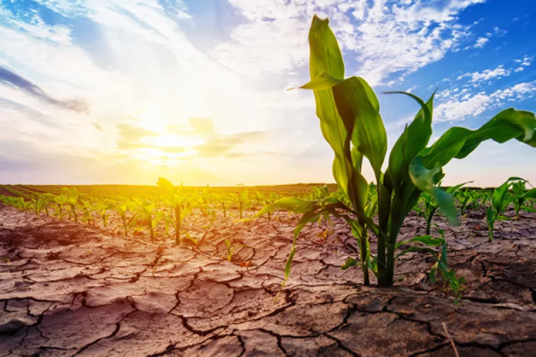 Komisija povećava potporu za poljoprivrednike koji se 'hrvaju' sa sušom