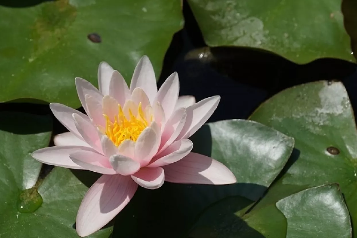 Sutra možete besplatno uz vodiča posjetiti Botanički vrt