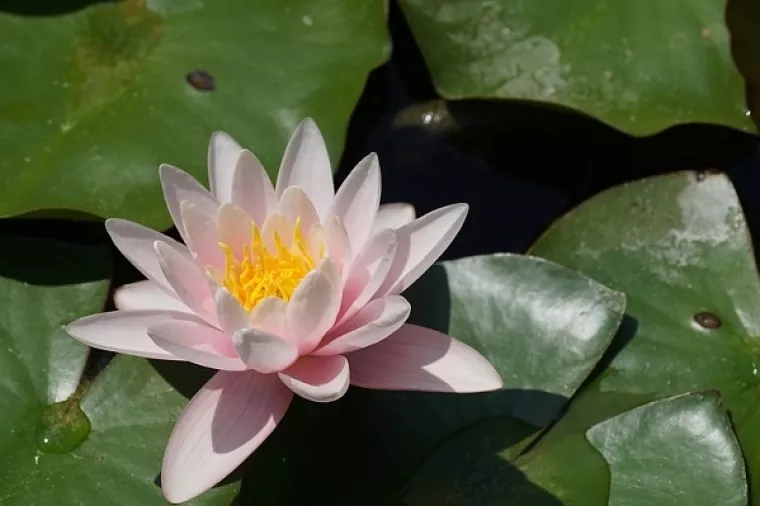 Sutra možete besplatno uz vodiča posjetiti Botanički vrt