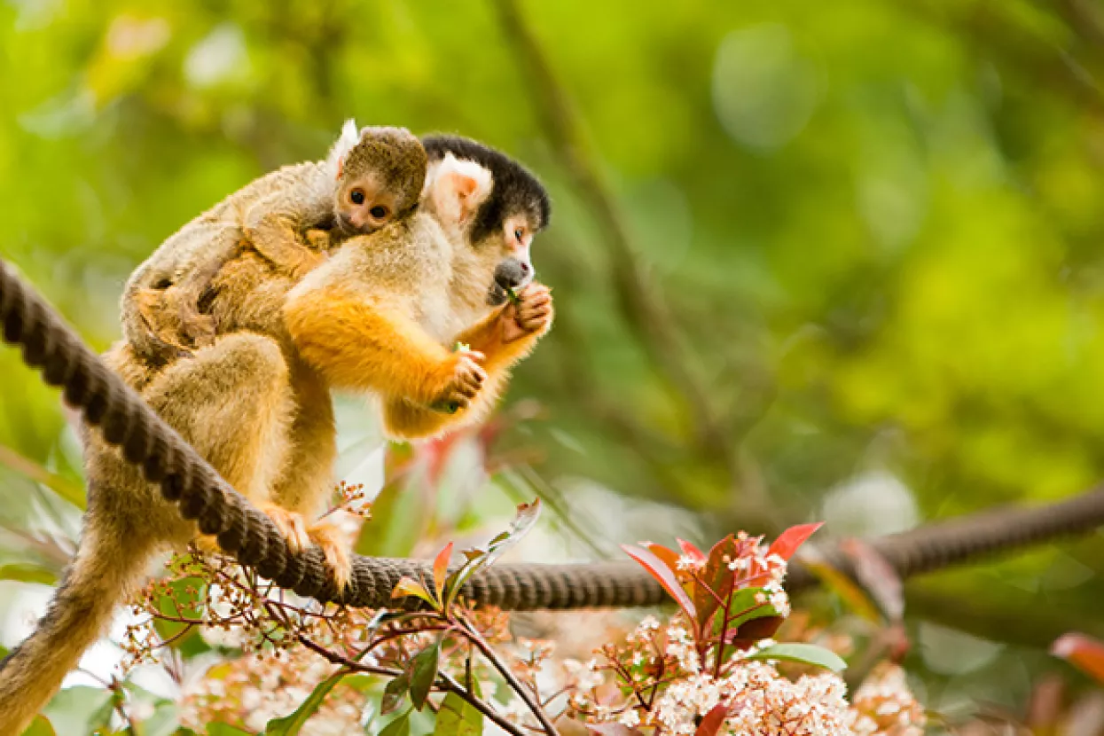 'Majmun na leđima': Jedan od najboljih, bezvremenskih savjeta menadžerima