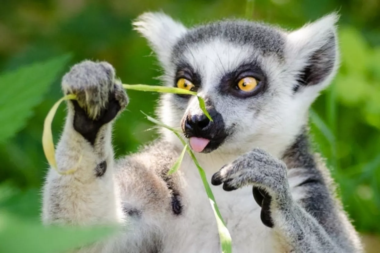 Simpatični lemuri na rubu izumiranja