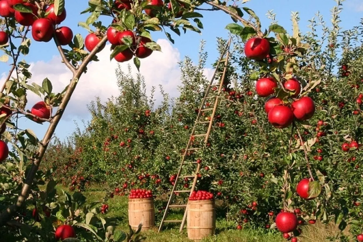 650 milijuna kuna za poljoprivrednike - prijave od 31. kolovoza