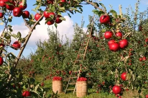 650 milijuna kuna za poljoprivrednike - prijave od 31. kolovoza