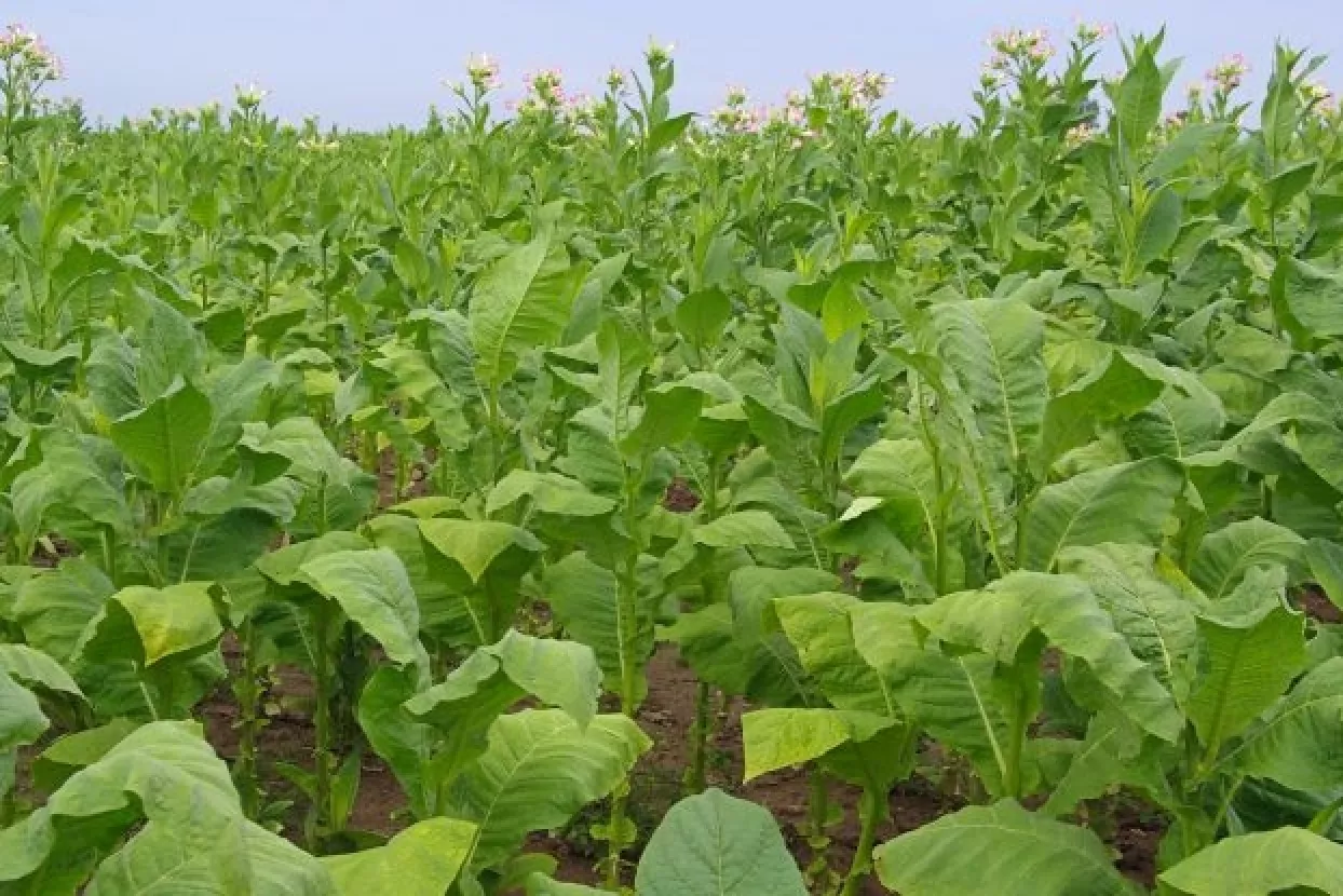 Prošle godine otkupljeno duhana u vrijednosti 95 milijuna kuna