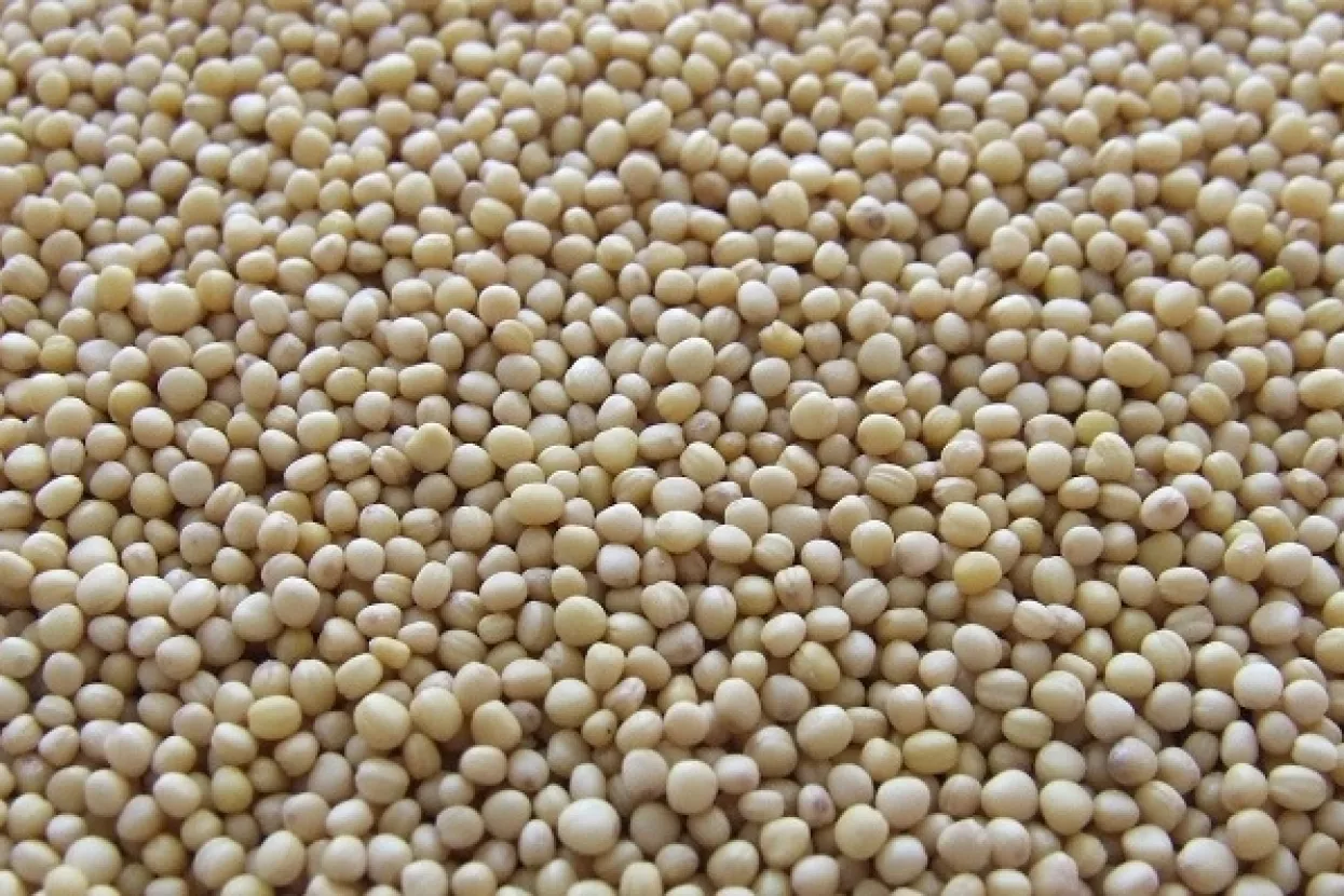 Brazil preuzeo SAD-u titulu najvećeg proizvođača sojinog zrna