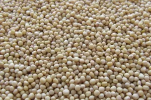 Brazil preuzeo SAD-u titulu najvećeg proizvođača sojinog zrna