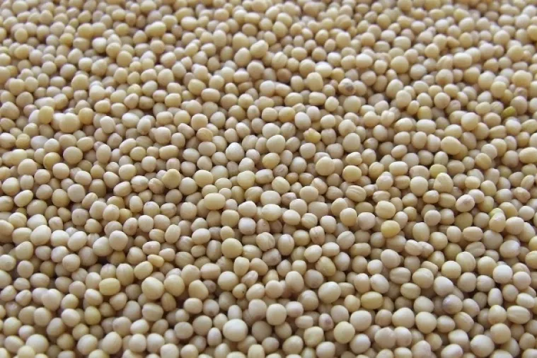 Brazil preuzeo SAD-u titulu najvećeg proizvođača sojinog zrna