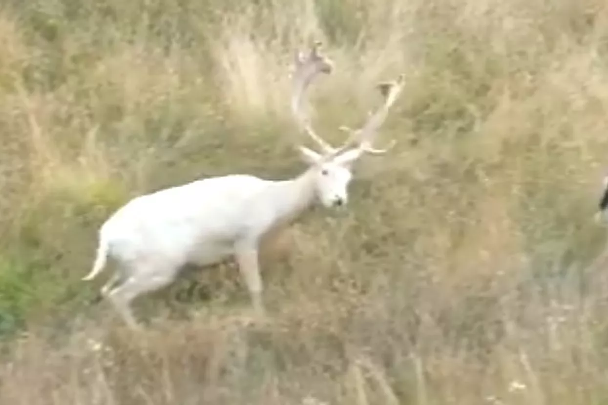 Prelijep prizor: Bijeli jelen