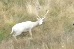 Prelijep prizor: Bijeli jelen