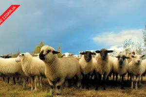 Višnja Starešina: Na povijesnoj pozornici ni Srba, ni Hrvata, ni koza, ni ovaca