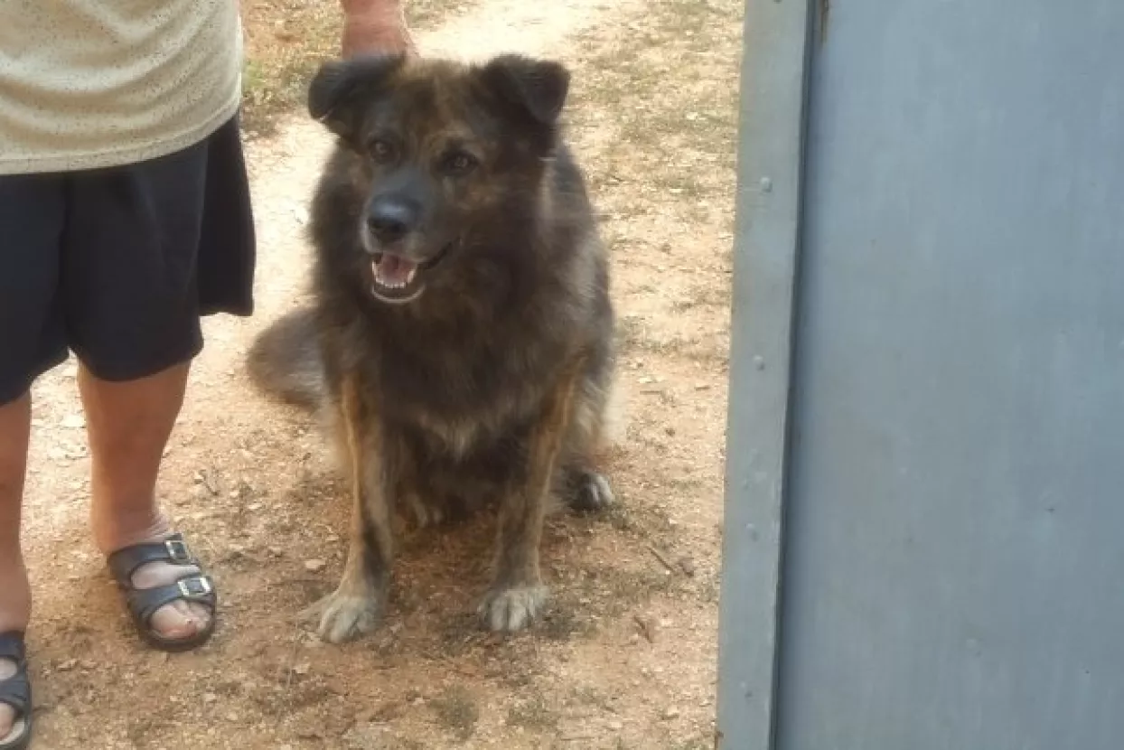 Patke nasljednice psa Mede