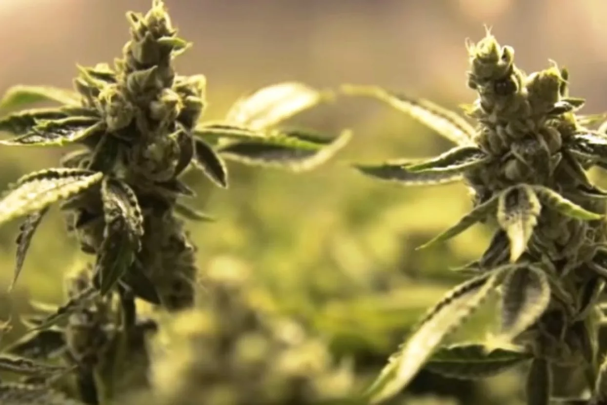 HZJZ: Najvi&scaron;e liječenih ovisnika u Zadarskoj županiji