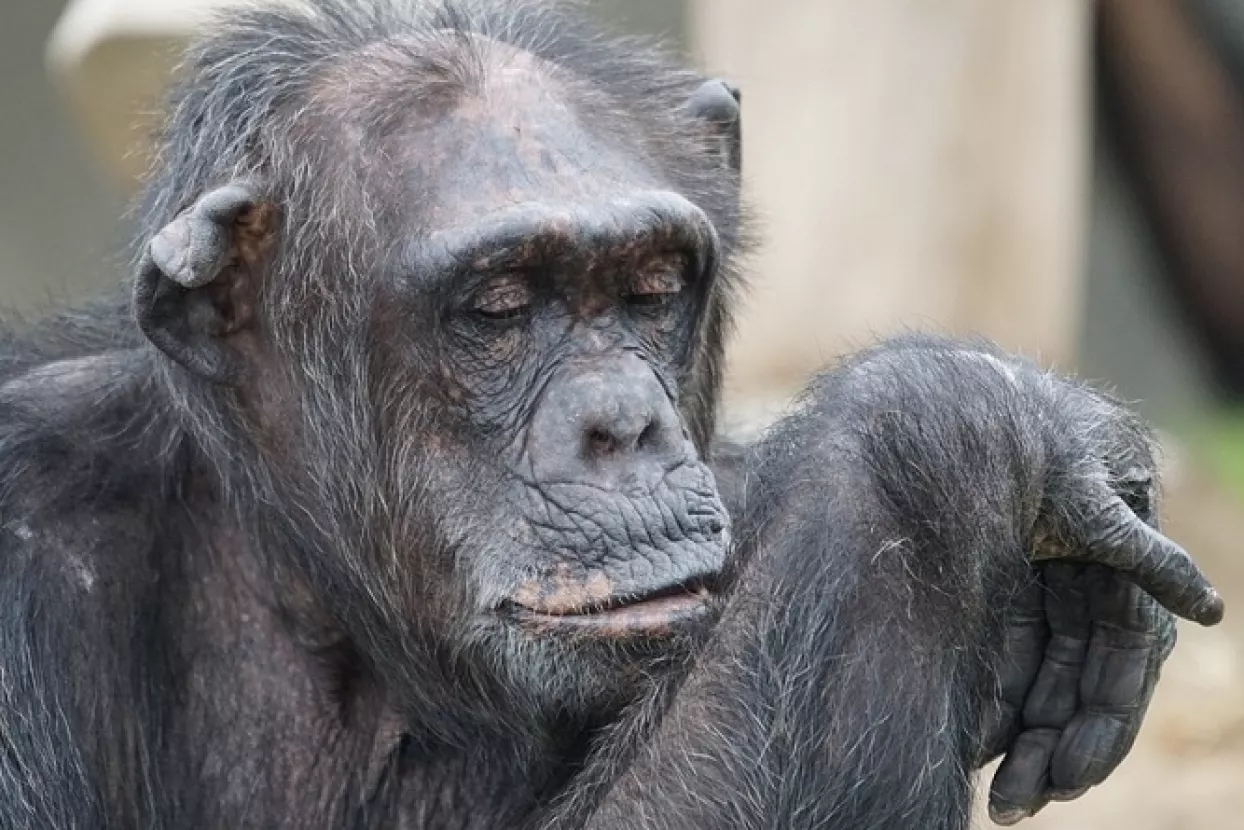 5 stvari o politici koje možemo naučiti od čimpanzi