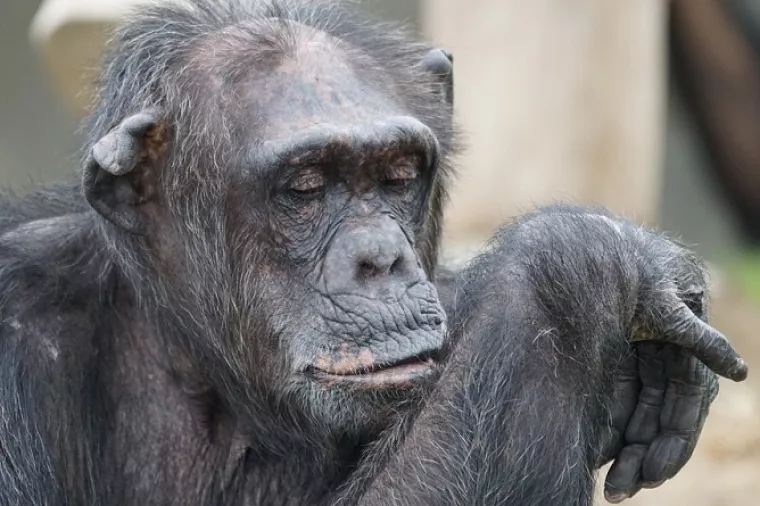 5 stvari o politici koje možemo naučiti od čimpanzi