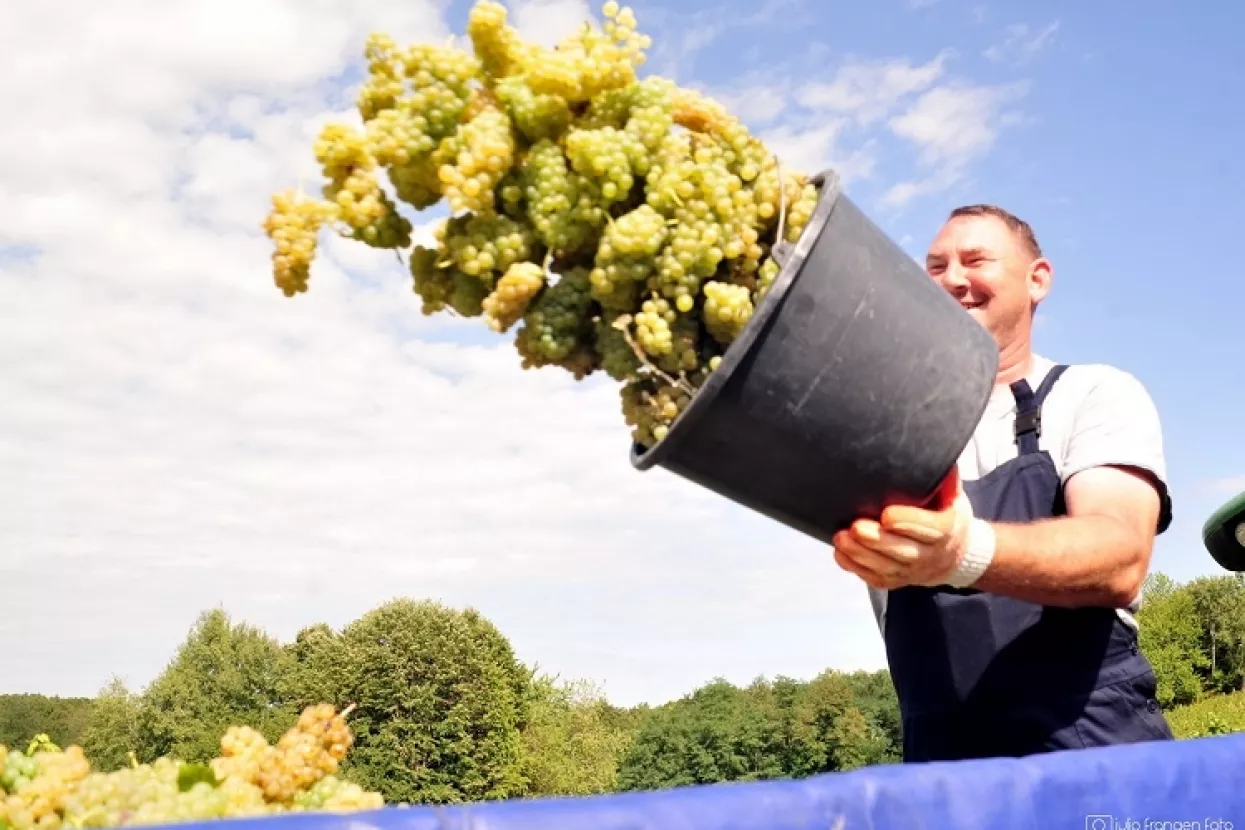 Feravino: Najranija berba u povijesti dat će vina iznimne kvalitete