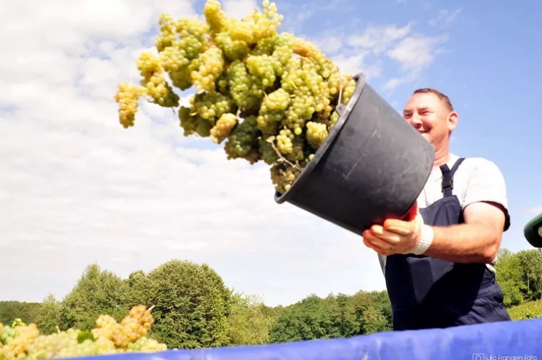 Feravino: Najranija berba u povijesti dat će vina iznimne kvalitete