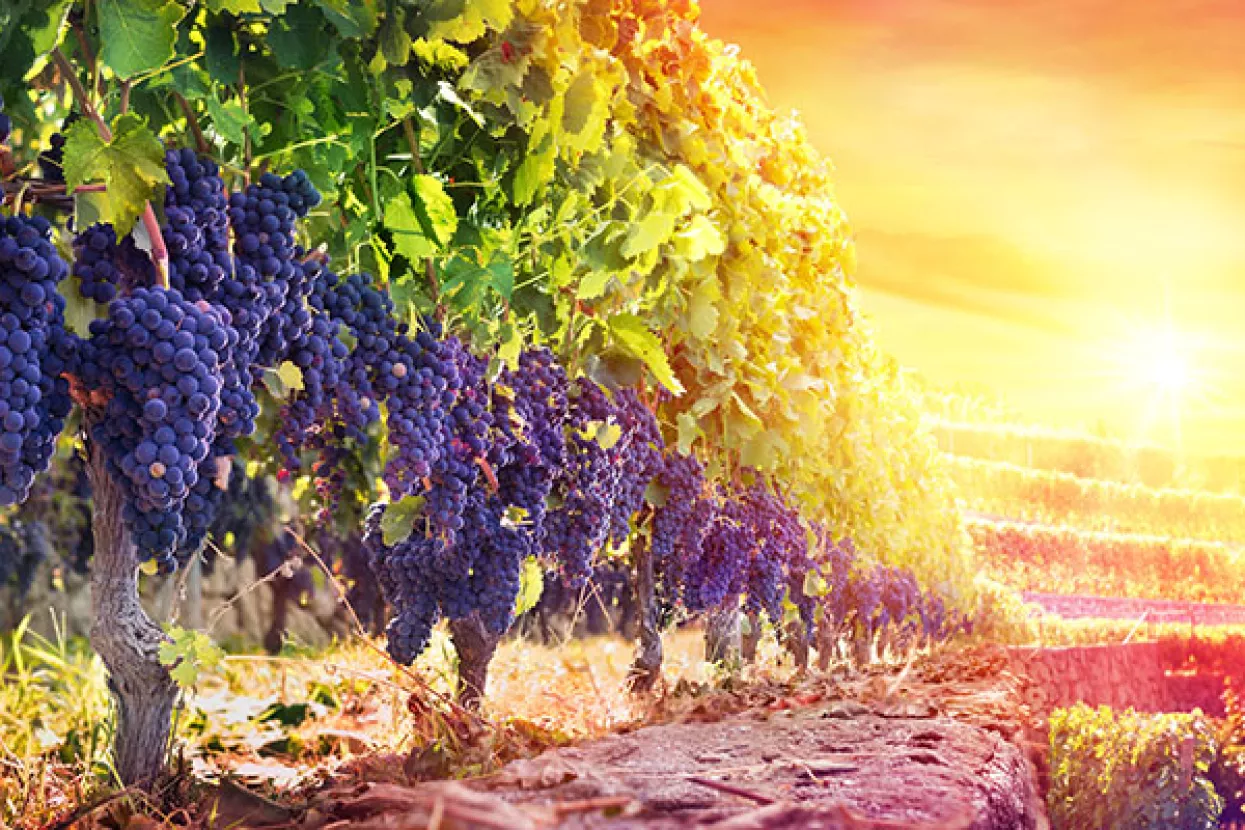 Dobra godina za francuska vina