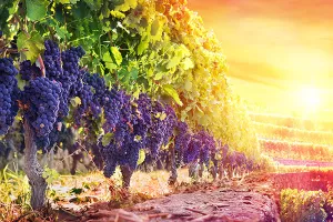 Dobra godina za francuska vina