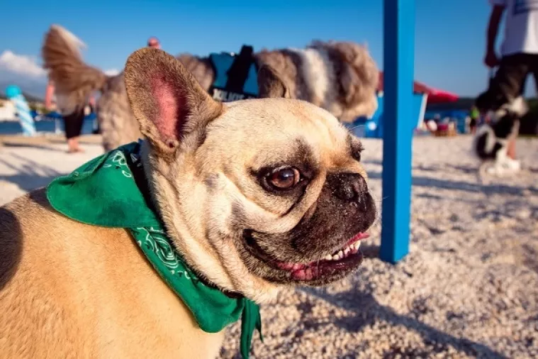 'Šapasti' sportski izazov na Rabu: Natjecanje pasa u plivanju i trčanju