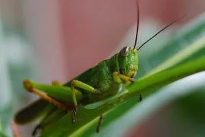 'Stvarno nisu normalni': Turisti žele zauvijek utišati 'zvuk iz pakla koji im uništava odmor' - cvrčke